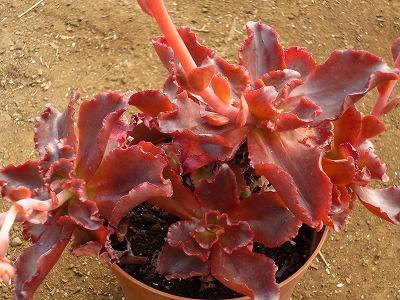 s-紅葉obtusifolia.jpg
