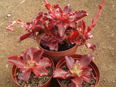 s-紅葉obtusifolia2.jpg